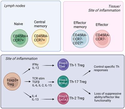 In or out of control: Modulating regulatory T cell homeostasis and function with immune checkpoint pathways